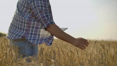 Granjero-Que-Usa-Tableta-En-Campo-De-Trigo.-Científico-Que-Trabaja-En-El-Campo-Con-Tecnología-Agrícola.-Cerca-De-La-Mano-Del-Hombre-Tocando-Tablet-Pc-En-Tallos-De-Trigo.-Agrónomo-Investigando-Espigas-De-Trigo