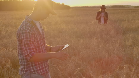 Dos-Agricultores,-Un-Hombre-Y-Una-Mujer-En-Un-Campo-De-Trigo-Con-Una-Tableta,-Trabajan-Y-Analizan-El-éxito-De-La-Cosecha-Tocando-Los-Brotes-Con-Las-Manos.-Planificación-De-Cosecha