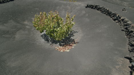 Weinanbau-In-La-Geria-Lanzarote