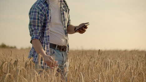 Stylish-old-caucasian-farmer-walking-in-the-golden-wheat-field-on-his-farm-during-the-morning-sunrise