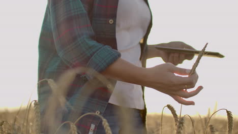 Joven-Agricultora-Con-Camisa-A-Cuadros-En-Campo-De-Trigo-Al-Fondo-Del-Atardecer.-La-Niña-Usa-Una-Tableta-Para-Cosechar.