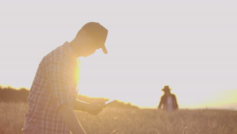 Farmers-man-and-woman-in-hats-and-tablets-at-sunset-in-a-wheat-field-and-shirts-inspect-and-touch-the-grain-and-wheat-germ-hands.