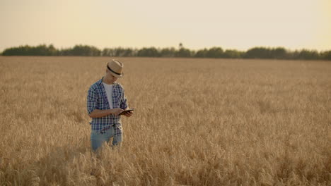 Un-Hombre-Con-Sombrero-Y-Jeans-Con-Una-Tableta-En-Cáncer-Toca-Y-Mira-Los-Brotes-De-Centeno-Y-Cebada,-Examina-Las-Semillas-Y-Presiona-El-Dedo-En-La-Pantalla-Táctil-Al-Atardecer.