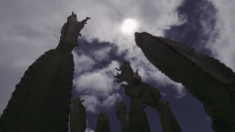 Timelapse-De-Skyscape-Sobre-Los-Cactus