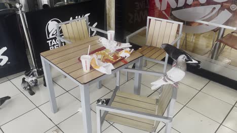 Pigeons-on-a-table-in-a-cafe