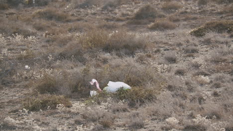 Plastic-bag-in-the-grass