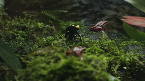 Poisonous-red-and-black-dart-frogs