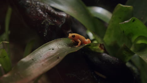 Mantella-Dorada-Especie-En-Peligro-De-Extinción-Endémica-De-Madagascar