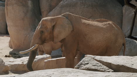 Afrikanischer-Elefant,-Der-Im-Zoo-Isst