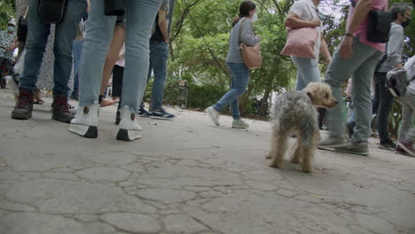 Walking-with-a-dog-in-the-park