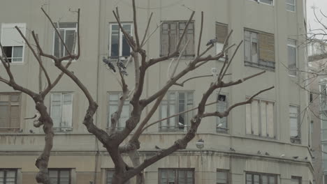 Árbol-Desnudo-Con-Palomas-Junto-Al-Edificio-De-Apartamentos.