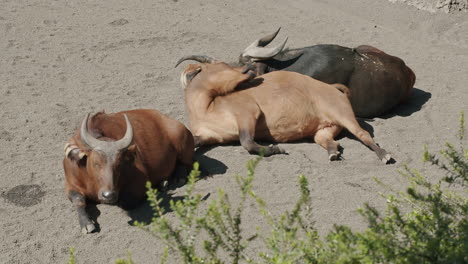 Búfalos-Rojos-Descansando-En-El-Suelo