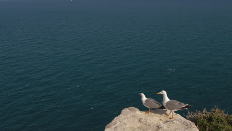 Seagulls-on-the-rock-overlooking-quiet-ocean