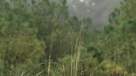 Niebla-En-El-Bosque