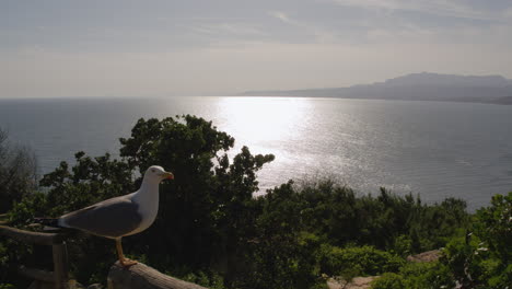 Crying-seagull-and-ocean-scenery-in-sunlight