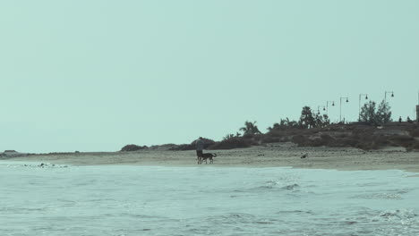 Paseos-Por-La-Playa-De-La-Ciudad