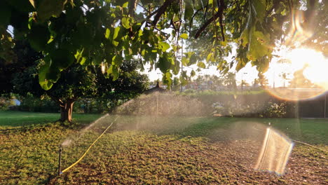 City-park-on-a-summer-morning