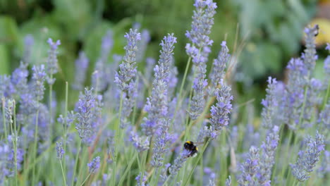 Lavendelblüten-Und-Insekten,-Die-Pollen-Sammeln