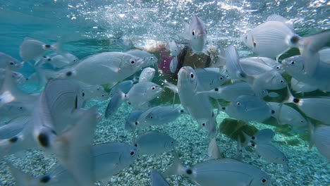 Slow-motion---mother-and-daughter-diving-among-fish