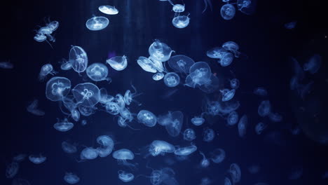 Common-jellyfish-in-slow-motion