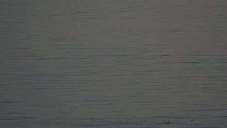 Schwarm-Möwenvögel,-Die-Auf-Dem-Meerwasser-Schwimmen