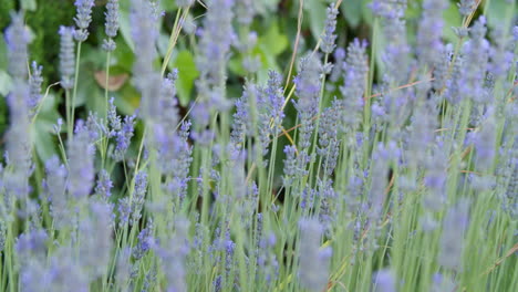 Hummel-Zwischen-Den-Blühenden-Lavendelpflanzen