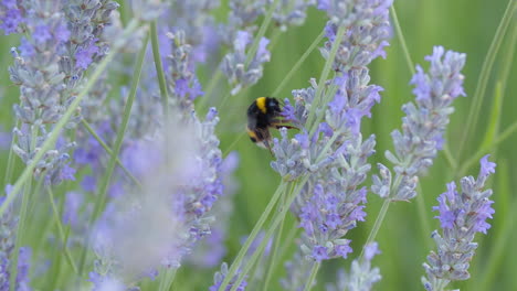 Abejorro-Recogiendo-Polen-De-Flores-De-Lavanda