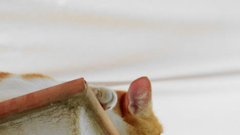 A-ginger-cat-with-white-spots-is-lying-on-the-windowsill