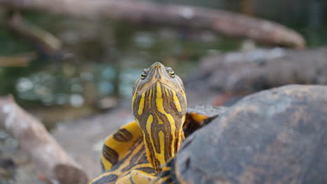 Tortuga-Mediterránea---Una-Mirada-Más-Cercana