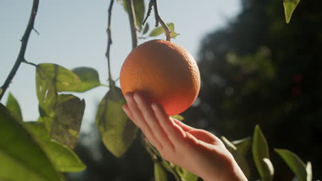 Naranja-De-Verano-Española-Con-Mano-De-Niños.