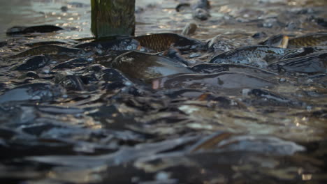 Carp-fish-with-open-mouths-on-water-surface