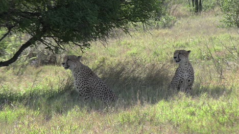 Pair-of-cheetah-scan-their-turf-from-the-shade-of-a-tree