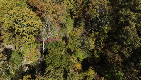 Toma-Aérea-Cenital-De-Un-Bosque-Caducifolio-En-Un-Hito-Natural-De-Arkansas