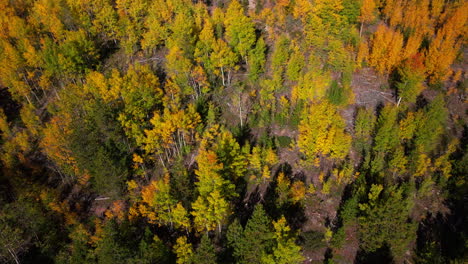 Birds-Eye-view-Colorado-aspen-tree-colorful-yellow-red-orange-forest-with-green-pine-trees-early-fall-Rocky-Mountains-Breckenridge-Keystone-Copper-Vail-Aspen-Telluride-Silverton-slowly-pan-up-motion