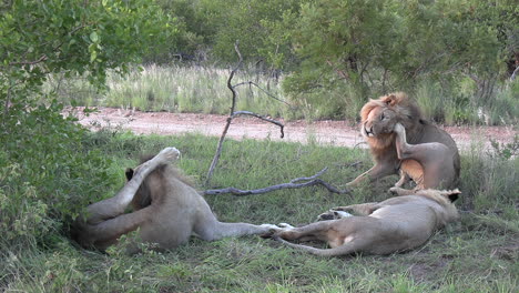 Three-male-lions-waking-up-from-an-afternoon-nap