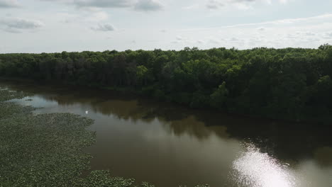 Vogel-Fliegt-über-Den-See-Mit-Dichten-Bäumen-Im-Wald-In-Lamar,-USA