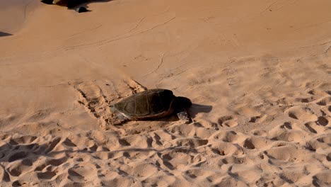 Hawaiian-green-sea-turtle-honu-on-the-sandy-beach-at-Hookipa-Beach-Park,-Maui-Hawaii