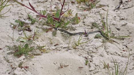 A-small-Grass-Snake-slithers-Through-a-Sandy-Environment---wide-slow-motion-shot