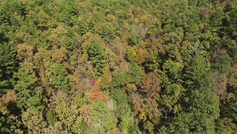 Fall-hue-covers-an-unspoiled-thicket-growing-on-the-Eagle-Hollow-hillside