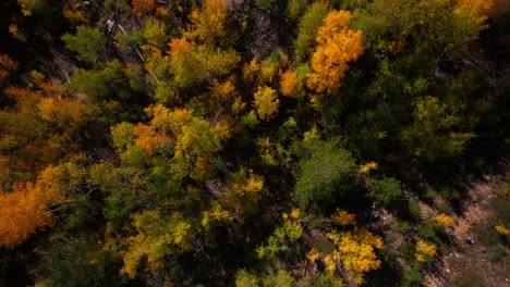 Birds-Eye-view-Colorado-aspen-tree-colorful-yellow-red-orange-forest-with-green-pine-trees-early-fall-Rocky-Mountains-Breckenridge-Keystone-Copper-Vail-Aspen-Telluride-Silverton-Ouray-pan-left-motion