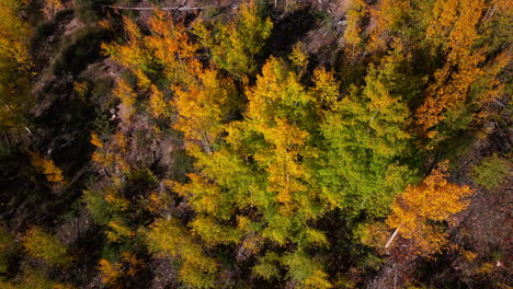 Birds-Eye-view-Colorado-aspen-tree-colorful-yellow-red-orange-forest-with-green-pine-trees-early-fall-Rocky-Mountains-Breckenridge-Keystone-Copper-Vail-Aspen-Telluride-Silverton-Ouray-up-slowly-motion