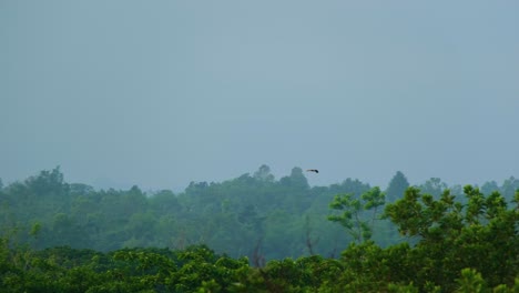 Vistas-Aéreas-Del-águila-Sobre-El-área-Silvestre-Del-Bosque-De-Manglares-Amazónicos