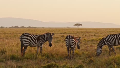 Cámara-Lenta-De-Animales-Masai-Mara-Africa,-Manada-De-Cebras-Pastando-En-Paisajes-De-Sabana-En-Safari-De-Vida-Silvestre-Africana-En-Masai-Mara,-Kenia-En-La-Hermosa-Hora-Dorada-Luz-Del-Sol