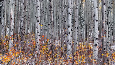 Espenwald,-Filmische-Luftaufnahme,-Drohne,-Kebler-Pass,-Crested-Butte,-Gunnison,-Colorado,-Jahreszeiten-Kollidieren,-Frühherbst,-Espenbaum,-Rot,-Gelb,-Orange,-Wald,-Winter,-Erster-Schnee,-Pulver,-Felsiger-Berg,-Rechte-Bewegung