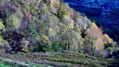 Viñedo-Y-Bosque-Por-Dorf-Tirol---Tirolo-Encima-De-Meran---Merano-En-Otoño