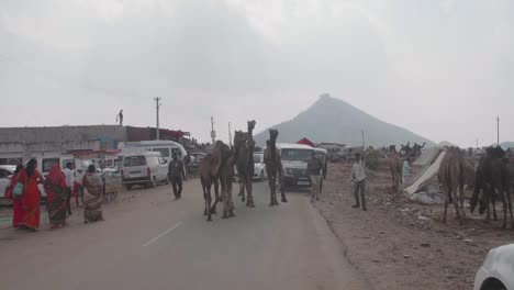 Grupo-De-Camellos-Que-Detienen-El-Transporte-En-La-Carretera-Del-Desierto-Indio