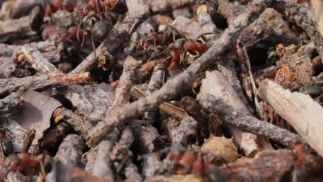 Primer-Plano-De-Hormiga-En-La-Naturaleza.