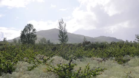 Arktischen-Tundra.-Schöne-Natur-Norwegen-Naturlandschaft.