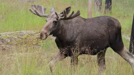 Alces-O-Alces-(alces-Alces)-En-El-Bosque-Verde.-Hermoso-Animal-En-El-Hábitat-Natural.