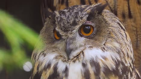 Primer-Plano-Del-Búho-Real-Euroasiático-(bubo-Bubo).